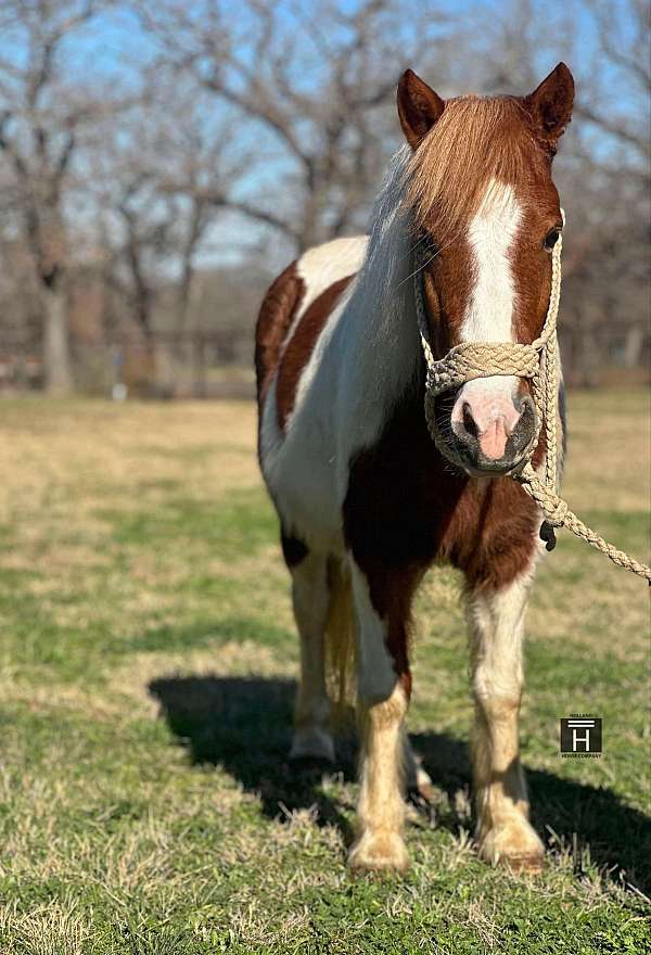 all-around-quarter-pony