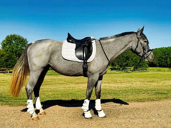 blue-roan-none-horse