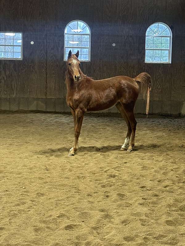 breeding-arabian-horse