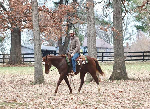 beginner-safe-quarter-horse