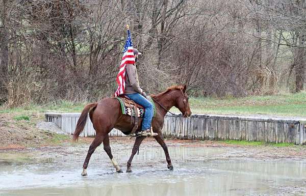 ranch-work-quarter-horse