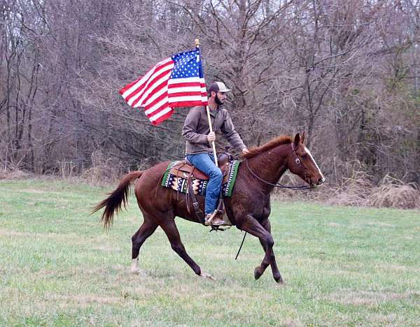 all-around-quarter-horse