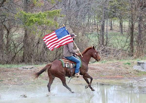 athletic-quarter-horse