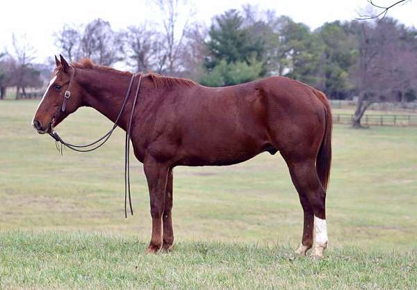 family-horse-quarter