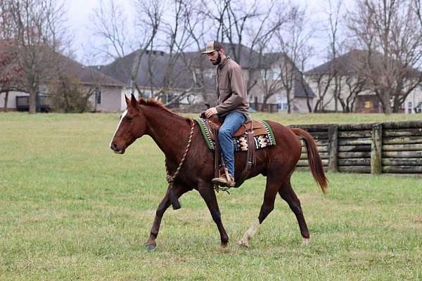 flashy-quarter-horse