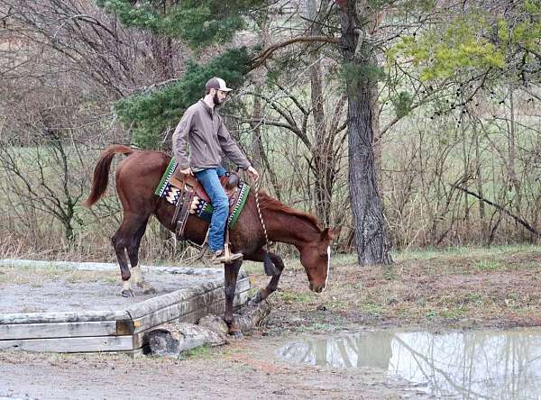 husband-safe-quarter-horse