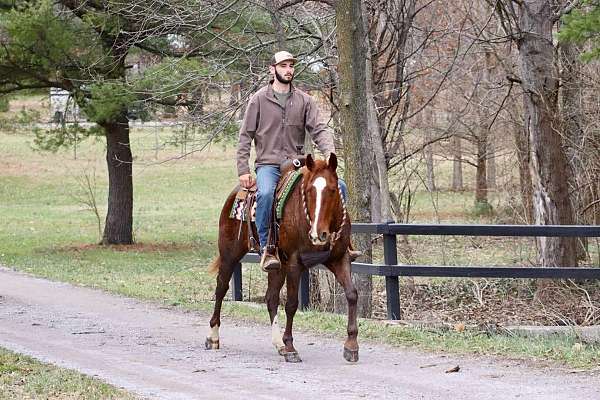 kid-safe-quarter-horse