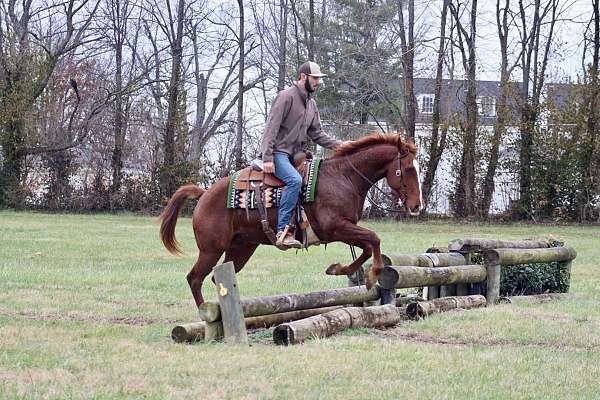 ranch-quarter-horse