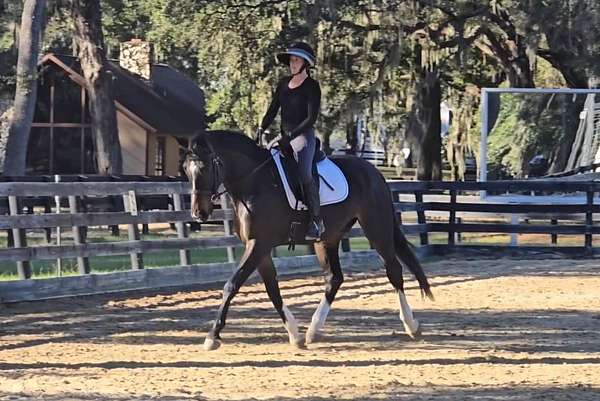 beginner-safe-quarter-horse