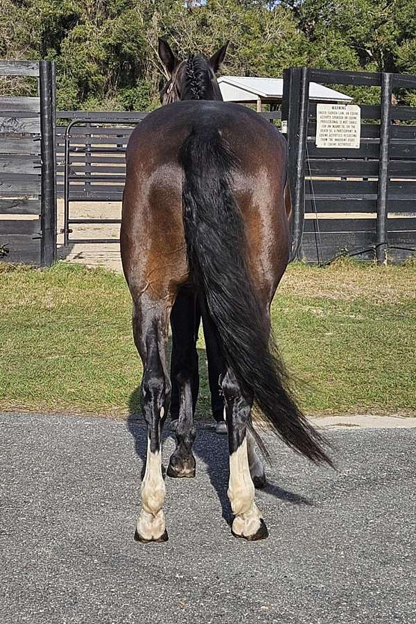 husband-safe-quarter-horse