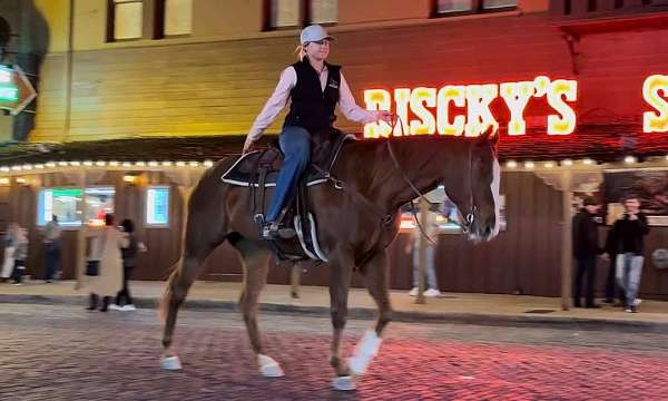 family-horse-quarter