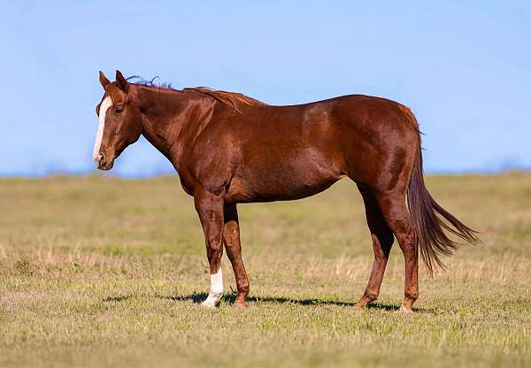 ranch-work-quarter-horse