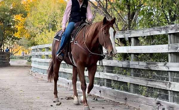 trail-quarter-horse