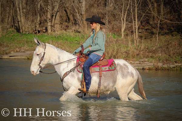 beginner-safe-quarter-horse