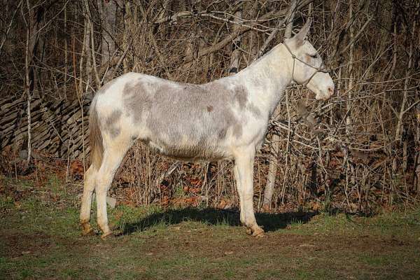 ranch-work-quarter-horse