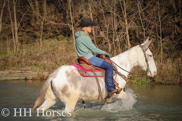 family-horse-quarter