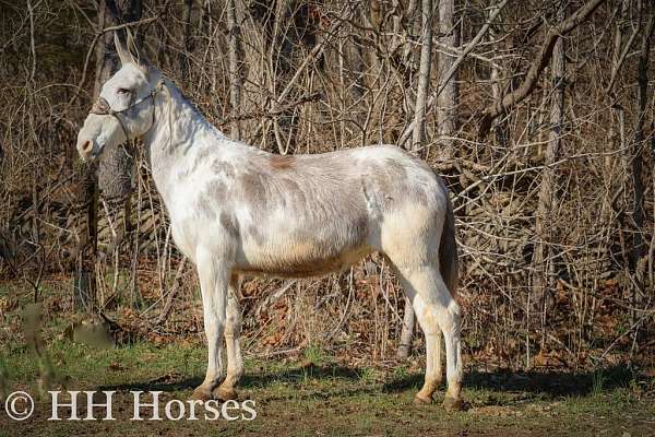 flashy-quarter-horse