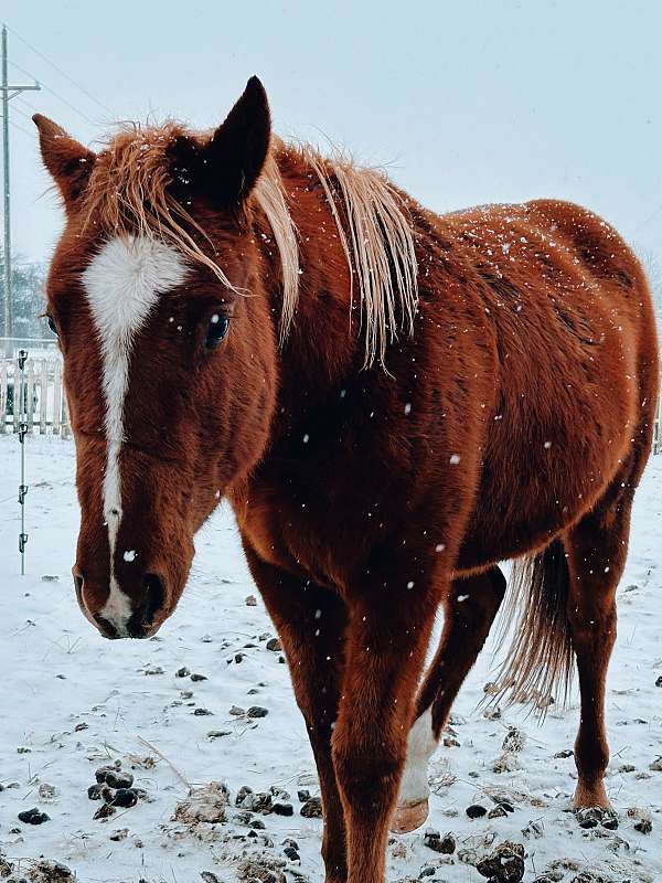 stallions-colt-gelding