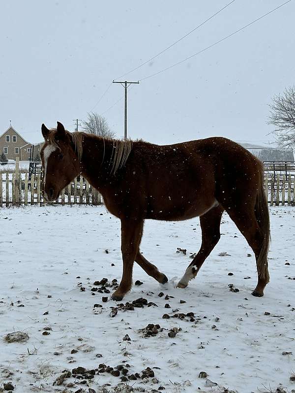 flaxen-colt-gelding