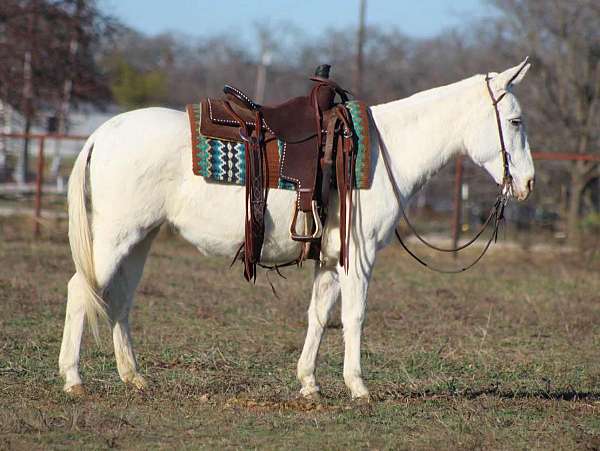 white-none-horse