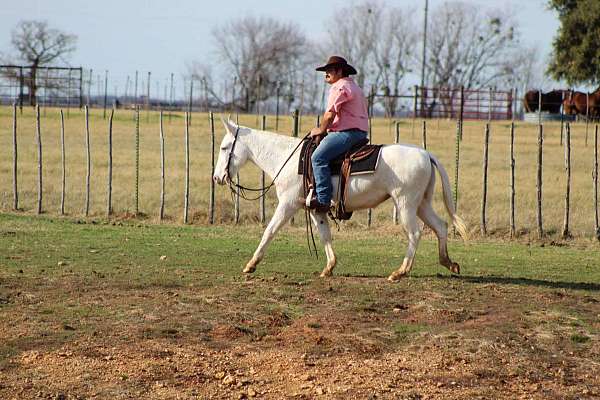 beginner-safe-quarter-horse