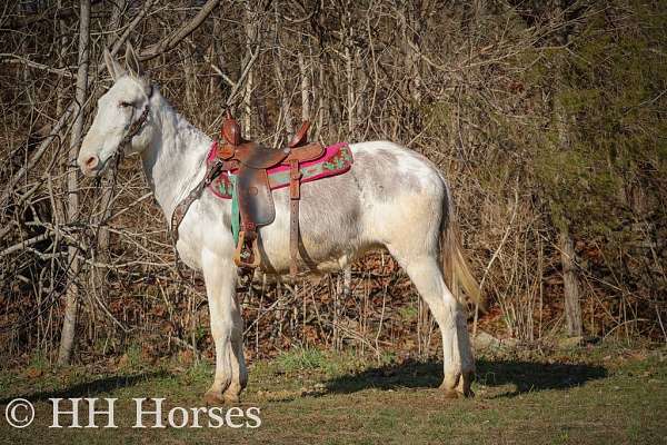 white-none-horse