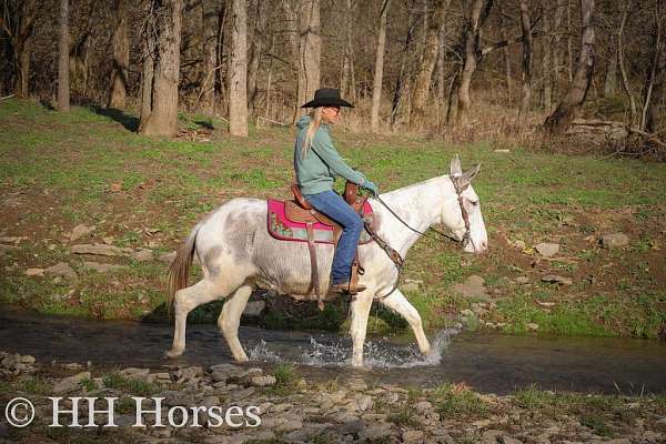 grey-white-quarter-horse