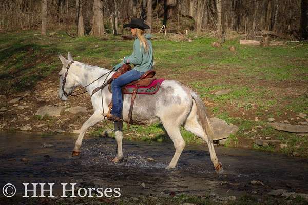 trail-quarter-horse