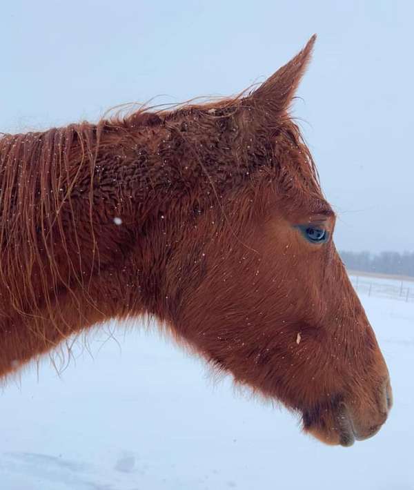 sorrel-large-star-stockings-horse