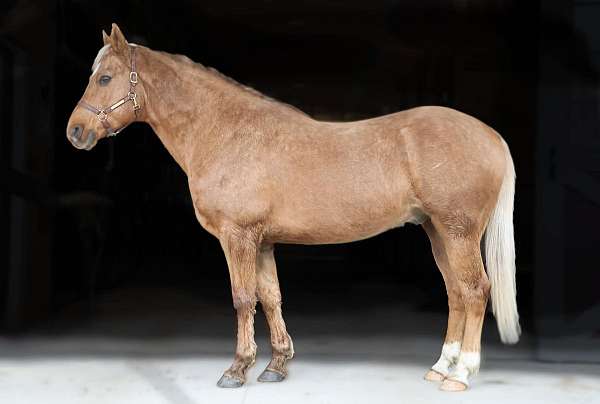 quarter-horse