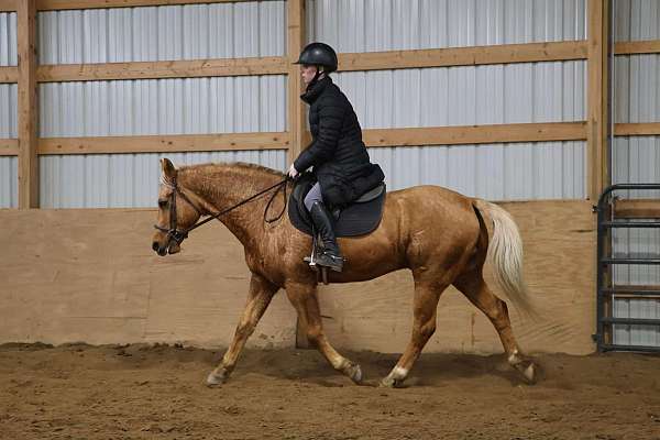 beginner-safe-quarter-horse