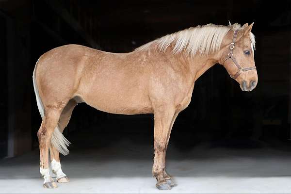 palomino-star-horse