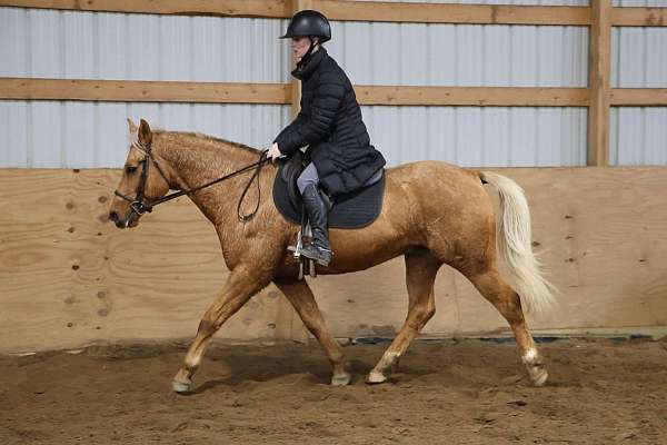 ranch-work-quarter-horse