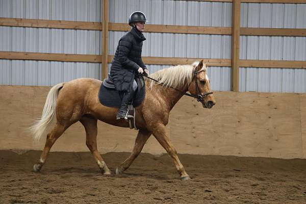 trail-quarter-horse