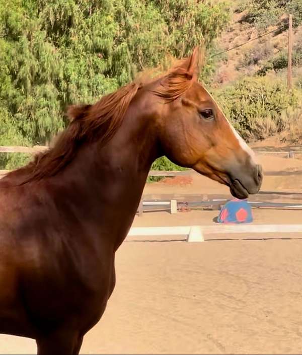 stripe-sock-horse