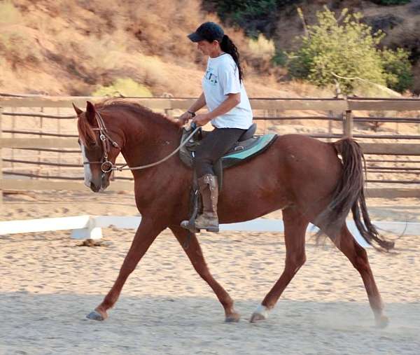 chestnut-stripe-sock-horse