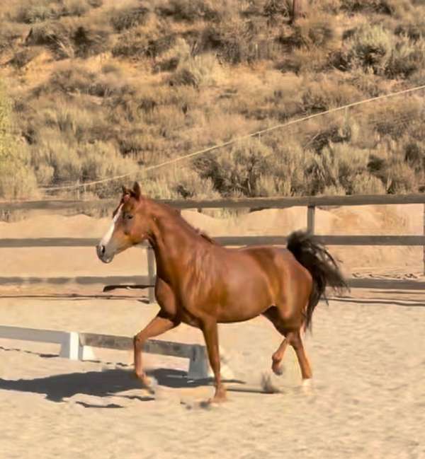 all-around-morgan-horse