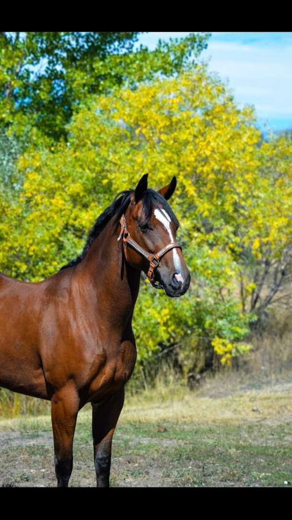 ranch-work-quarter-horse