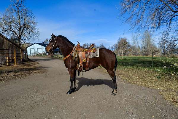 trail-quarter-horse