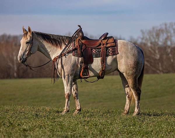 grey-none-horse