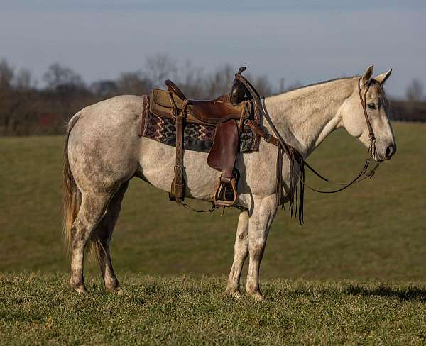 beginner-safe-quarter-horse