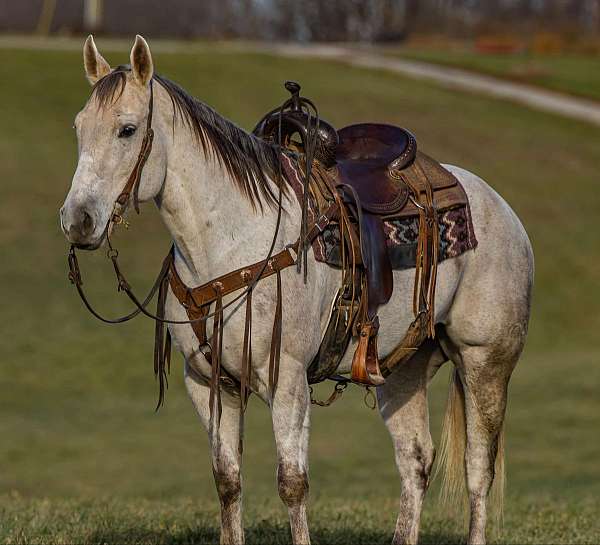 quarter-horse