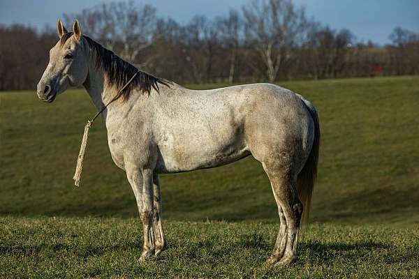 ranch-work-quarter-horse