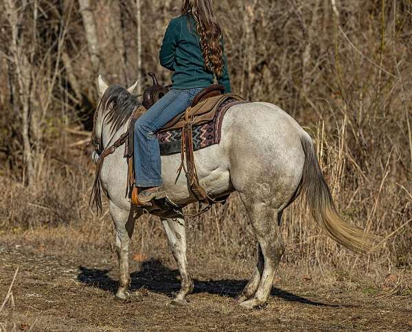 family-horse-quarter