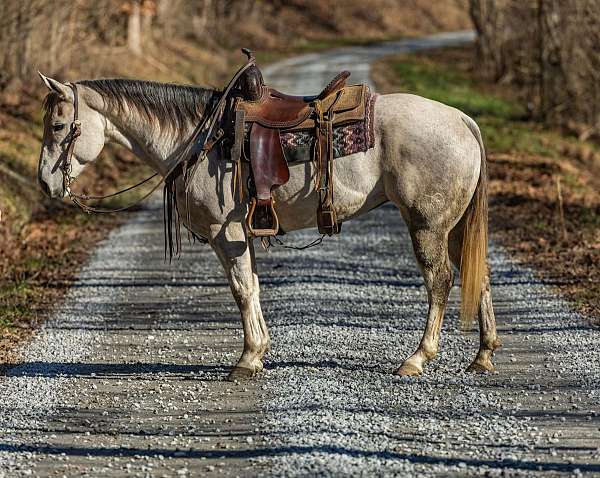 ranch-quarter-horse