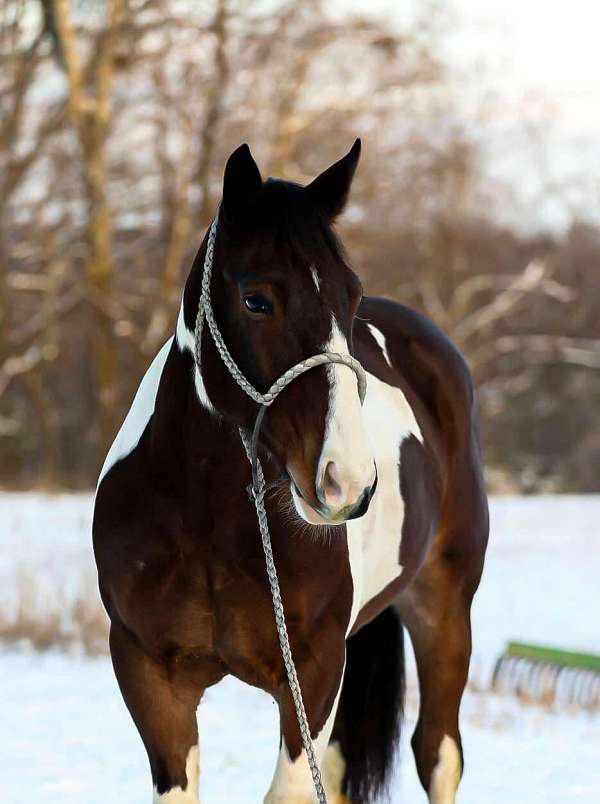 ranch-work-quarter-horse