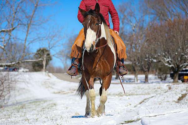 all-around-quarter-horse