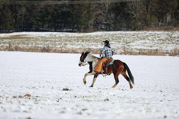 athletic-quarter-horse