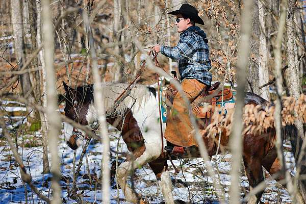 beginner-quarter-horse