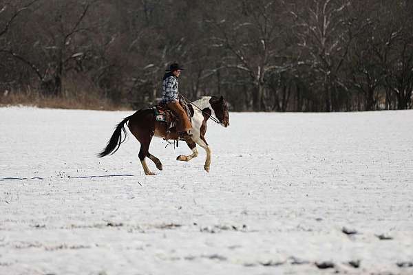 experienced-quarter-horse